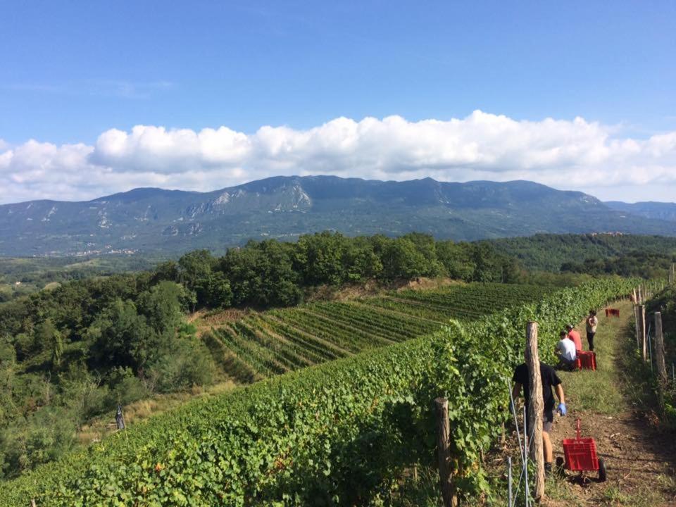 Bed and Breakfast Kraljic - Primoz Cotar Dornberk Exterior foto